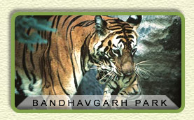 Bandhavgarh National Park