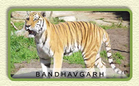 tiger in bandhavgarh wildlife sanctuary