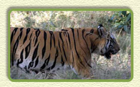 tiger bandhavgarh