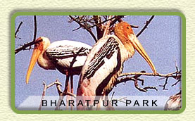 bird watching at Bharatpur National Park