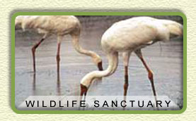 Bharatpur Wildlife Sanctuary