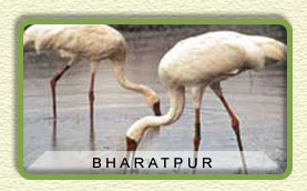 Bharatpur