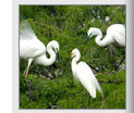 bharatpur bird sanctuary