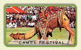Camel Festival