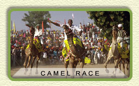 Camel Race Pushkar