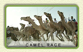 Camel Race