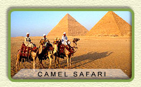 Camel Safari - rajasthan