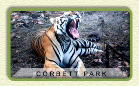 Corbett National Park