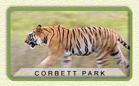 Corbett National Park