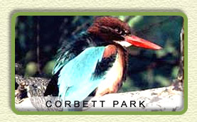 Corbett National Park