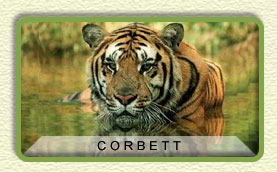 Corbett National Park