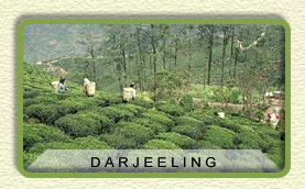 Darjeeling