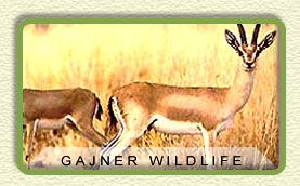 Gajner Wildlife Sanctuary