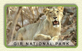 Gir National Park & Sanctuary