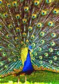 Wildlife Attractions in Nortern India, northern india wildlife