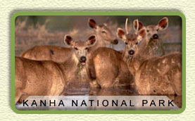 Kanha national park