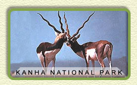 Kanha National Park