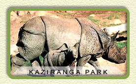 Kaziranga National Park