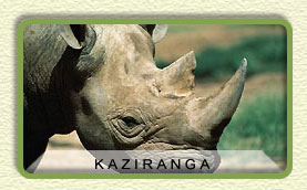 single horn rhino in kaziranga national park