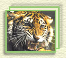 tiger safari during wildlife tour to north india