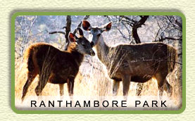 Ranthambore National Park