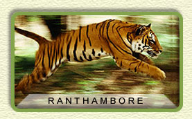 ranthambore rajasthan wildlife tours