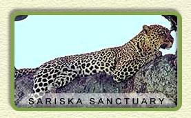 Sariska Wildlife Sanctuary