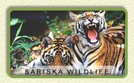tiger in Sariska Wildlife Sanctuary