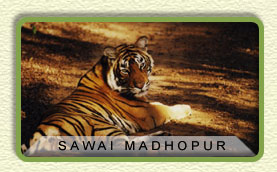 Sawai Madhopur