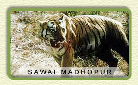 Sawai Madhopur
