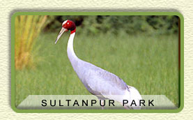 Sultanpur National Park