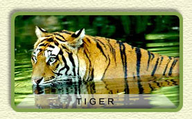 Rajasthan Tiger